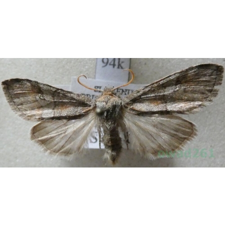 Asphalia ruficollis (Denis & Schiffermüller, 1775) Slovenia94k